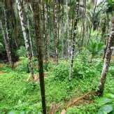 Thonikadavu in Kasaragod | Unexplored Destinations in Malabar