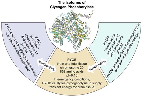 Brain-Type Glycogen Phosphorylase (PYGB) in the Pathologies of Diseases ...