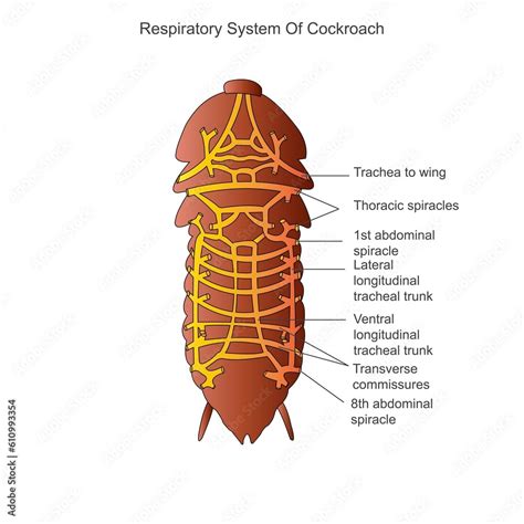 Cockroach Respiratory System 的图像结果