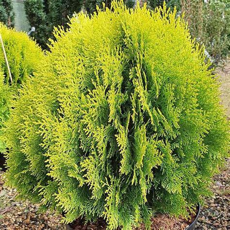 Buy Thuja Compacta - 0.5 kg Seeds online from Nurserylive at lowest price.