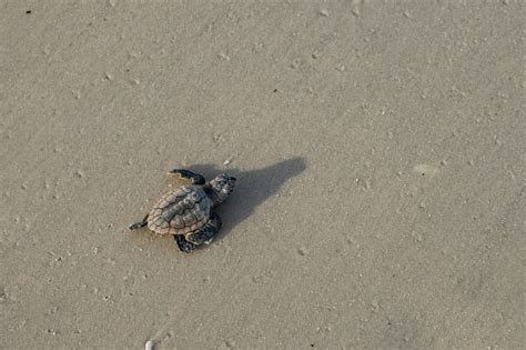 Loggerhead Sea Turtle Hatchlings 的图像结果