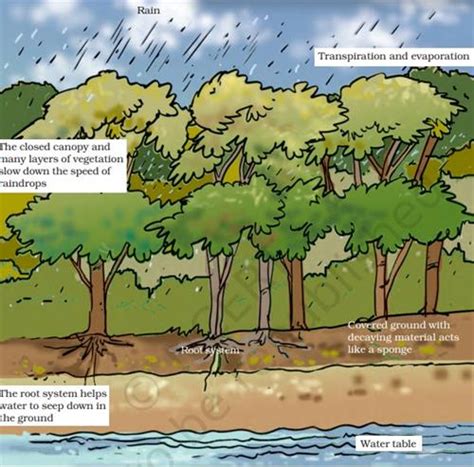 Other Functions of Forests — lesson. Science CBSE, Class 7.