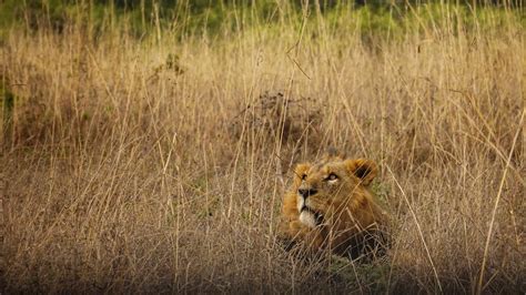 Wallpaper lion, animal, predator, grass, wildlife hd, picture, image