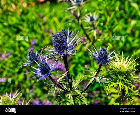 National Flower In Scotland