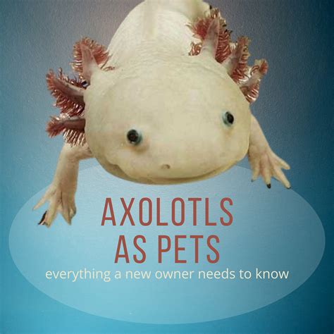 Axolotl Pet Axolotl Wikipedia