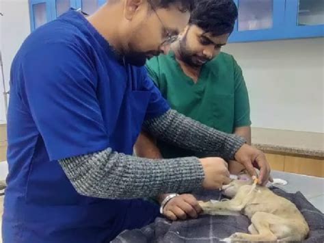 Devashraya Animal Hospital