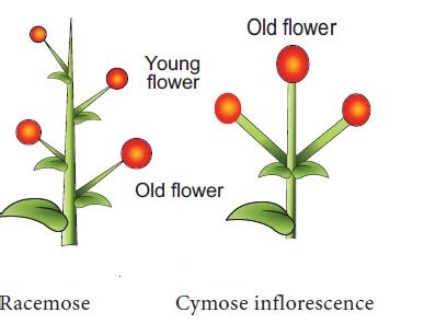 3. Special Inflorescence : - It mainly involves highly modified and ...