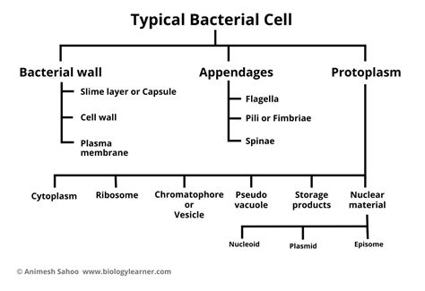 Labeled Bacteria Structure