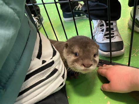 Checking it Out: Debbie Dolittle's Indoor Petting Zoo — Raising Tacoma
