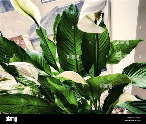 Five peace lily/Spathiphyllum wallisii flowers on potted peace lily ...