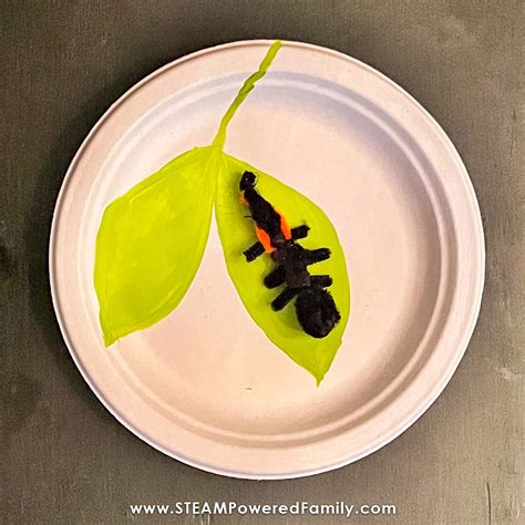 Ladybug Life Cycle Activity