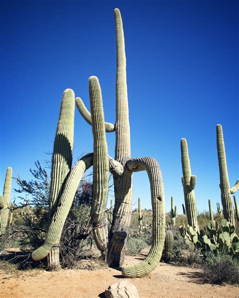 Valley View Overlook Trail (Saguaro National Park West) — Flying Dawn ...