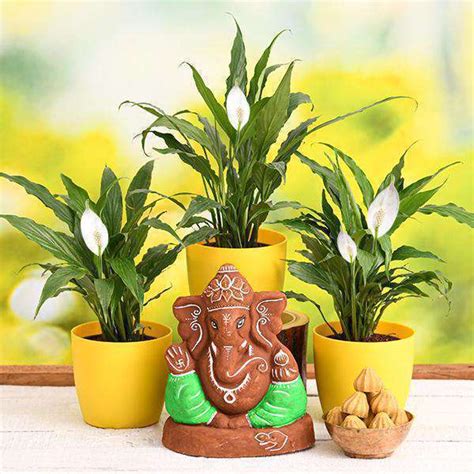 Buy Eco Friendly Ganesh Plants Packs online from Nurserylive at lowest ...