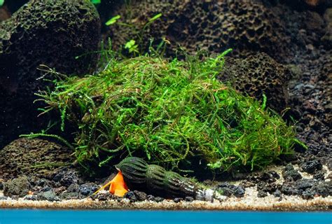 Image result for How to Plant Java Moss