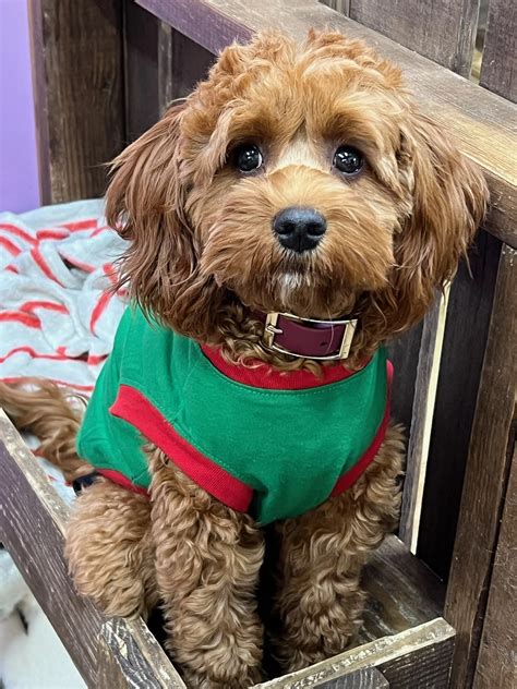 Image result for Cockapoo Tailess