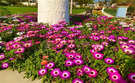 Nature Mayaa Burf- Heavens Mesembryanthemum Flower Seeds for Planting ...