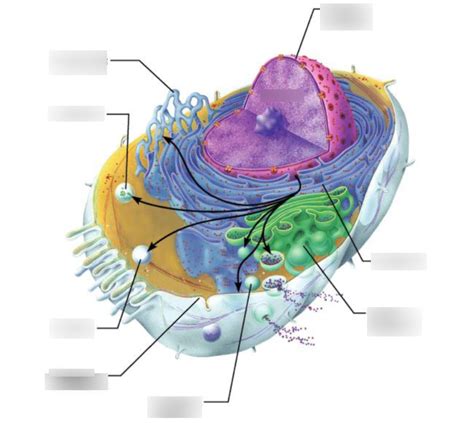 Basic Cell Structure 的图像结果