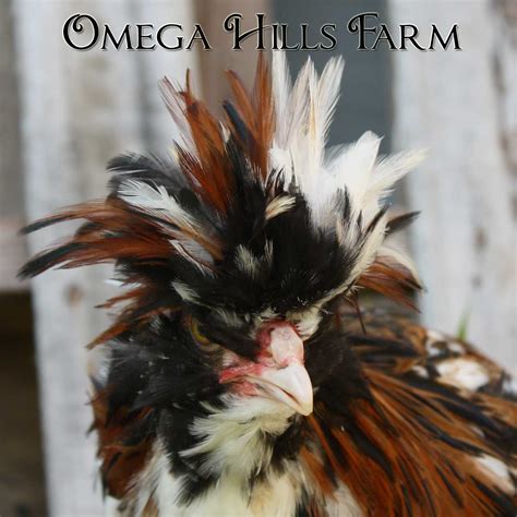 Tolbunt Polish Chickens and Hatching Eggs for Sale