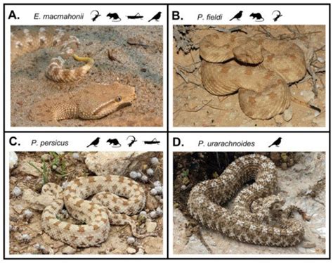 Extensive Variation in the Activities of Pseudocerastes and ...
