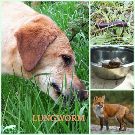 Lungworm Prevalance Study- your help needed | Ennis Vet Clinic