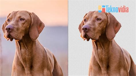 Cara Menghapus Background Di Photoshop : 5 Metode Mudah - Teknovidia
