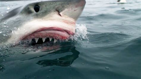 Image result for Shark Week 2016