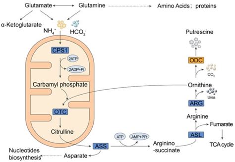 Metformin Inhibits the Urea Cycle and Reduces Putrescine Generation in ...