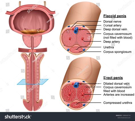 Penis Anatomy Cross Section Medical 3d Stock Vector (Royalty Free ...