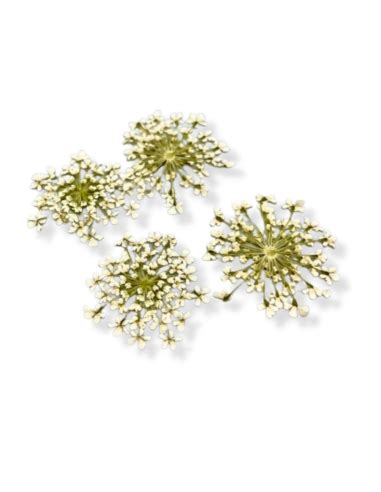 Pizzo regina Anna Bianco| Reschimica