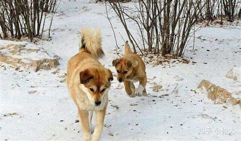 冬日里的狗|摄影|宠物摄影|穆牧摄影_原创作品-站酷ZCOOL