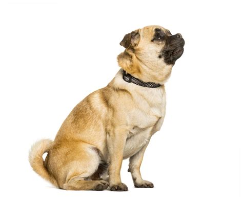 Chug: Dog Breed Characteristics and Care