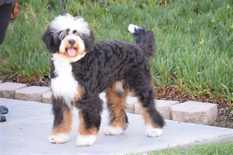 What Is A Teddy Bear Bernedoodle