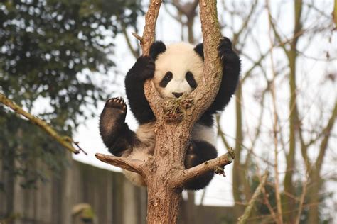 2025 Ticket of Chengdu Research Base of Giant Panda Breeding
