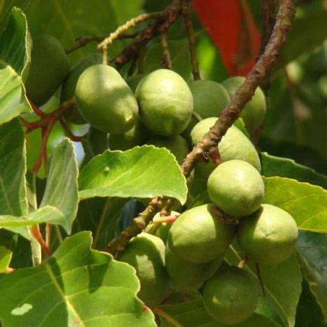 Ceylon Olive Exotic Fruit Plant (Elaeocarpus Serratus) – Growcerys
