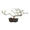 Green Paradise® Bonsai Guggul aka Commiphora Wightii Healthy Plant ...