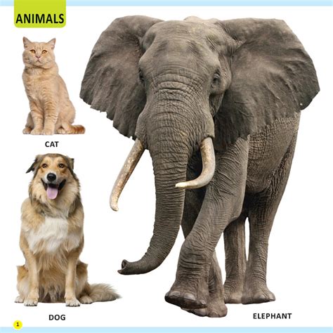 My First Library Animals and Birds – mumma.com