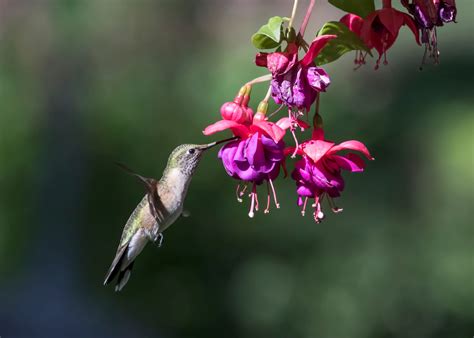 27 Flowers That Attract Hummingbirds to Your Garden
