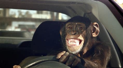 Car-Vid Classics: Trunk Monkey - Driven Car Guide