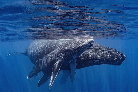 The oldest whale song ever recorded
