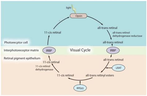 An Update on Gene Therapy for Inherited Retinal Dystrophy: Experience ...