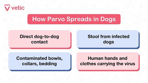 Parvo in Dogs: Signs, Causes, Treatment and Prevention