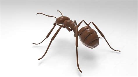 蚂蚁3d模型,爬行动物,动物模型,3d模型下载,3D模型网,maya模型免费下载,摩尔网