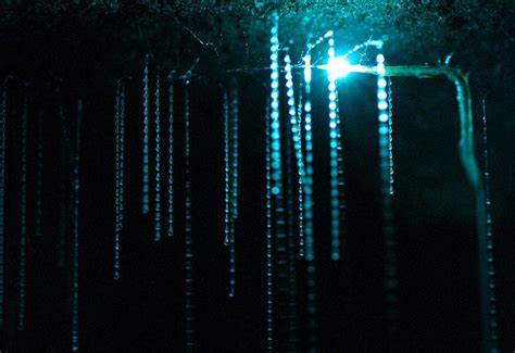 The Amazing World Travel: Waitomo Glowworm Caves, North Island, New Zealand