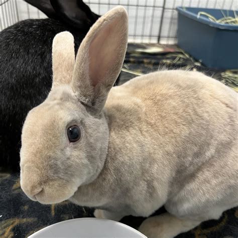 Bambi is available for adoption at Georgia House Rabbit Society