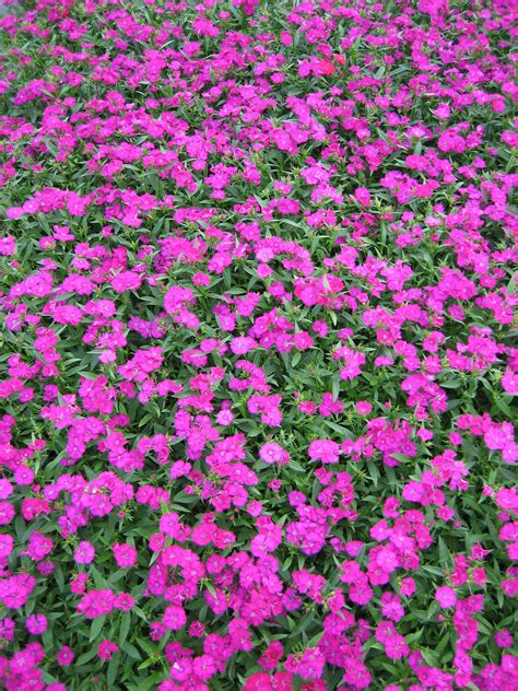 Dianthus Telstar Purple | Bloom-Masters