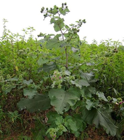 Bildergebnis für Kletten