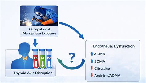 Manganese Exposure in Occupational Settings: Disruptions in Endothelial ...