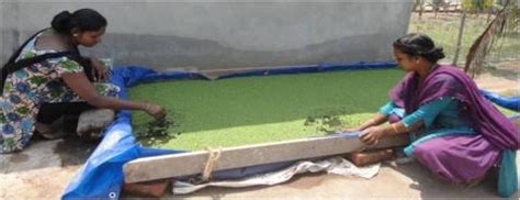 Azolla Production Unit | Krishi Vigyan Kendra, Kollam