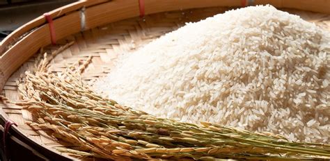 1121 Basmati Rice Manufacturer, Exporter in Germany