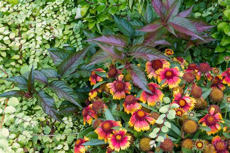 Best Long-Blooming, Deer-Resistant Perennials – Le Jardinet